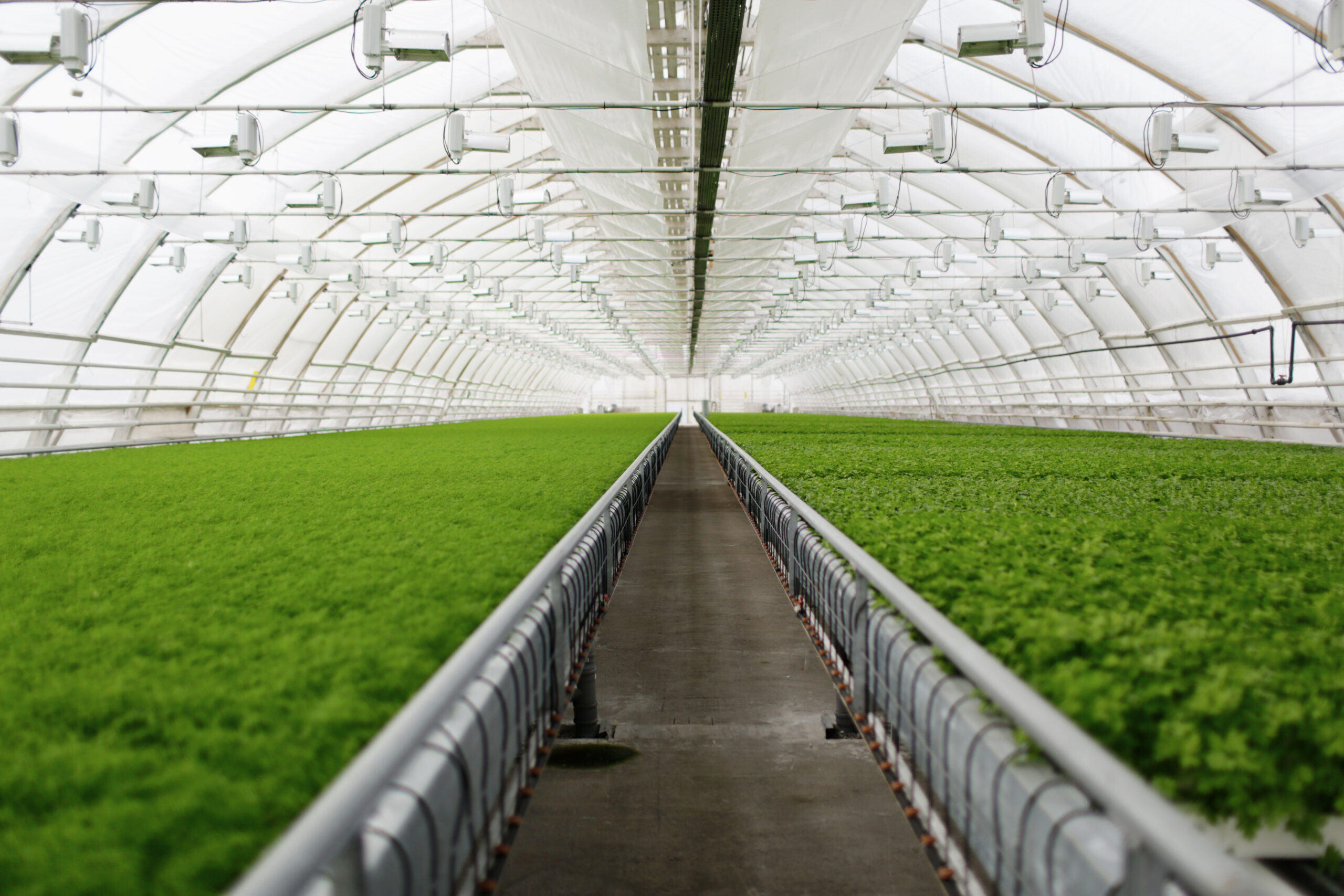 Young plants growing in very large plant commercial greenhouse